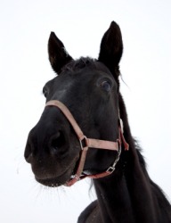 A black horse. A black horse.