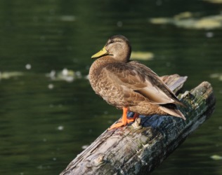 A male black duck. A male black duck.