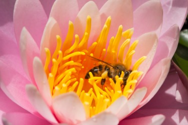 Pollination is an example of mutualism. Pollination is an example of mutualism.