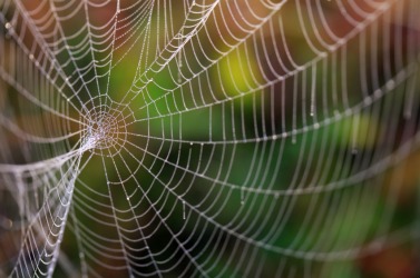 A spider's web is a complex structure. A spider's web is a complex structure.