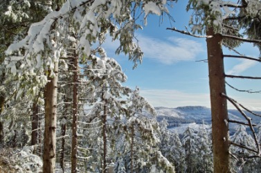 The Black Forest in winter. The Black Forest in winter.
