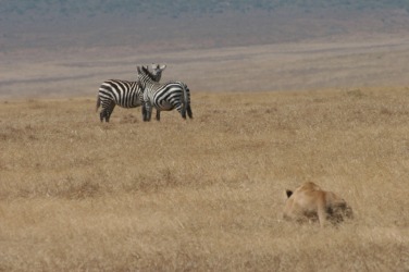 The lion is a predator. The lion is a predator.