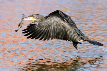 A small animal being eaten by a larger is part of the food chain. A small animal being eaten by a larger is part of the food chain.