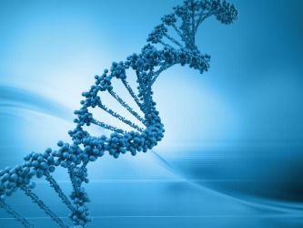 A DNA model. A DNA model.