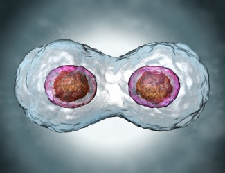 Mitosis in progress. Mitosis in progress.