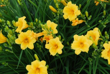 Ephemeral is a flower that blooms for one day. Ephemeral is a flower that blooms for one day.