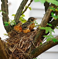 A bird nesting in a tree is an example of commensalism. A bird nesting in a tree is an example of commensalism.