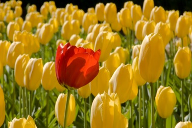 This red tulip is conspicuous. This red tulip is conspicuous.
