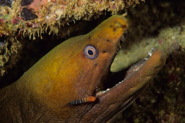 The relationship between these two fish is an example of symbiosis. The relationship between these two fish is an example of symbiosis.