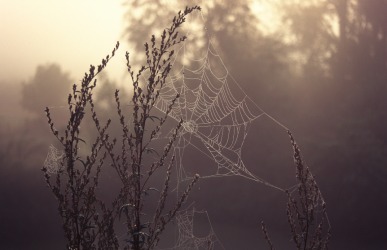A tenuous spider web. A tenuous spider web.