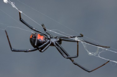 A black widow spider. A black widow spider.