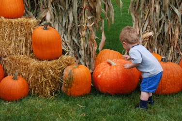 He chose this pumpkin. He chose this pumpkin.