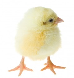 A fuzzy chick. A fuzzy chick.