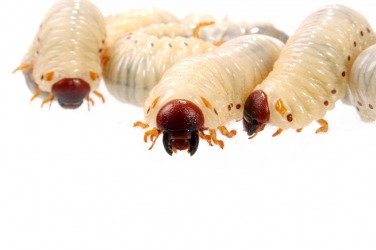A group of grubs. A group of grubs.