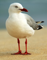 A gull. A gull.