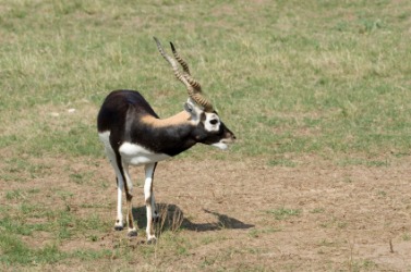 A young male blackbuck. A young male blackbuck.