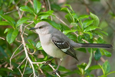 A lovely mockingbird. A lovely mockingbird.