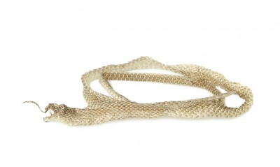 When a snake sheds its skin, it molts. When a snake sheds its skin, it molts.