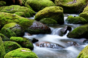 Moss covers the ground. Moss covers the ground.