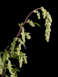 The absinth or wormwood plant. The absinth or wormwood plant.