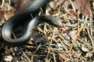 A blacksnake. A blacksnake.