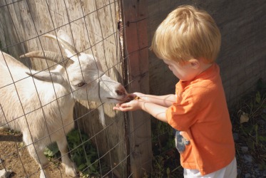This little goat is in a pen. This little goat is in a pen.