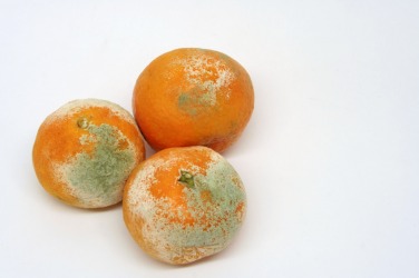 Three rotten oranges. Three rotten oranges.