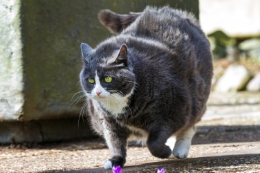 A rather rotund cat. A rather rotund cat.