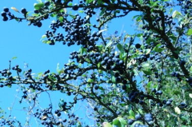 Blackthorn berries on the bush. Blackthorn berries on the bush.
