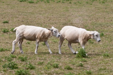 These sheep have been sheared. These sheep have been sheared.