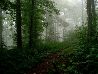 A trail through the forest. A trail through the forest.