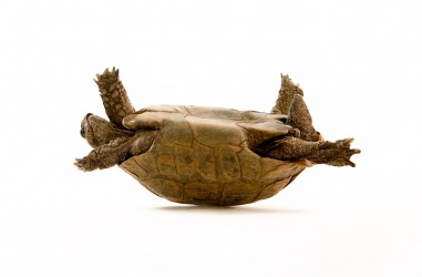Someone has upended this turtle. Someone has upended this turtle.