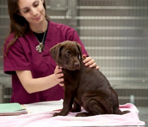 A little dog at the vet. A little dog at the vet.