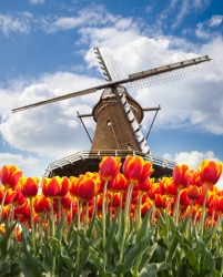 Beautiful tulips surround this windmill in Holland. Beautiful tulips surround this windmill in Holland.