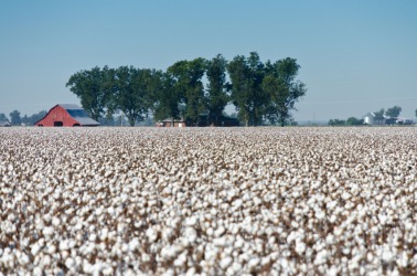 A field of cotton ready for the harvest. A field of cotton ready for the harvest.