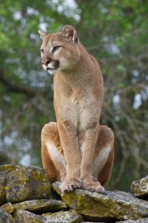 This is a cougar. This is a cougar.