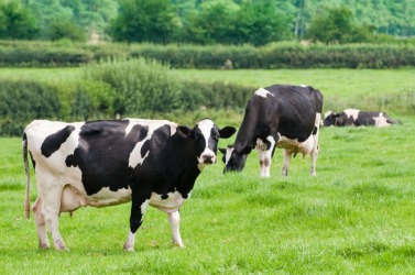 Cows grazing in a field. Cows grazing in a field.