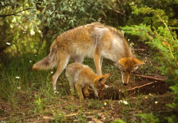 A coyote with her pup. A coyote with her pup.