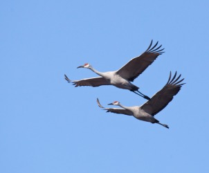 Two cranes in flight. Two cranes in flight.