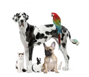 These are all creatures. These are all creatures.