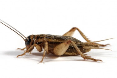 The insect called a cricket. The insect called a cricket.