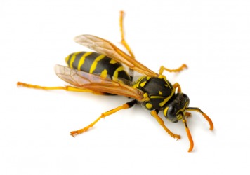 A close up of a yellowjacket. A close up of a yellowjacket.