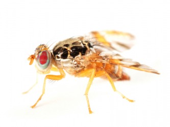 A Mediterranean fruit fly. A Mediterranean fruit fly.