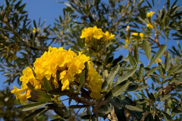 A yellow panicle of a Tabebuia aura tree. A yellow panicle of a Tabebuia aura tree.
