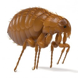 A flea is a parasite. A flea is a parasite.