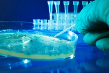 A scientist testing a possible pathogen on a Petrie dish in a lab. A scientist testing a possible pathogen on a Petrie dish in a lab.