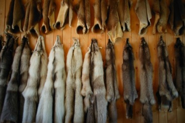 Animal pelts Animal pelts