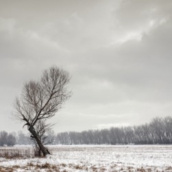 A bleak winter landscape. A bleak winter landscape.