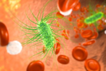 Escherichia coli bacterium Escherichia coli bacterium