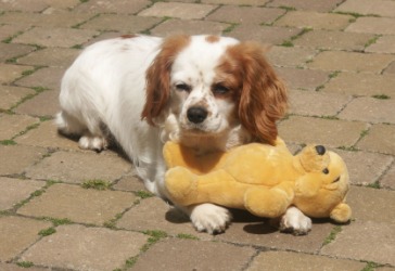 A Blenheim spaniel with his toy. A Blenheim spaniel with his toy.